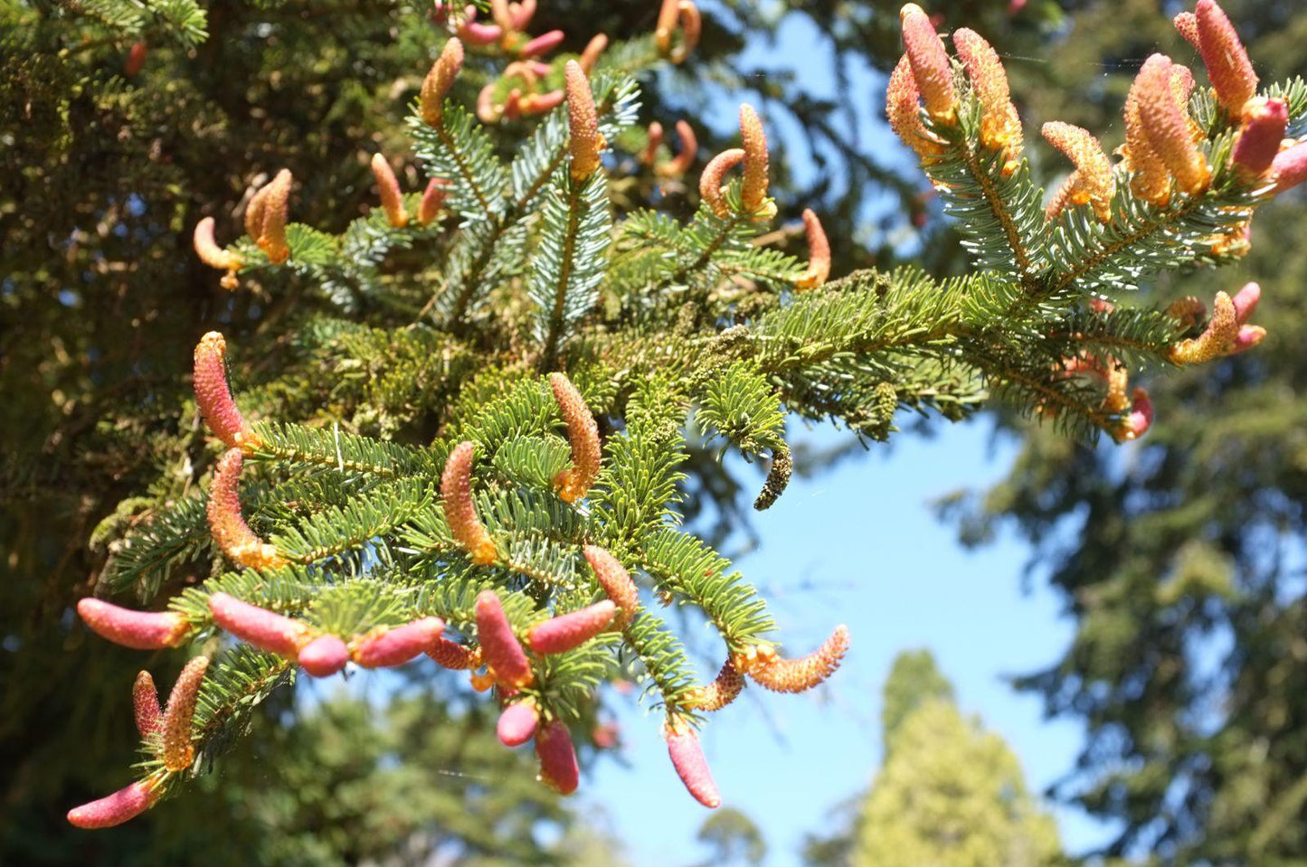 Picea Jezoensis Var  Hondoensis - View 17 from www redcrocus com
