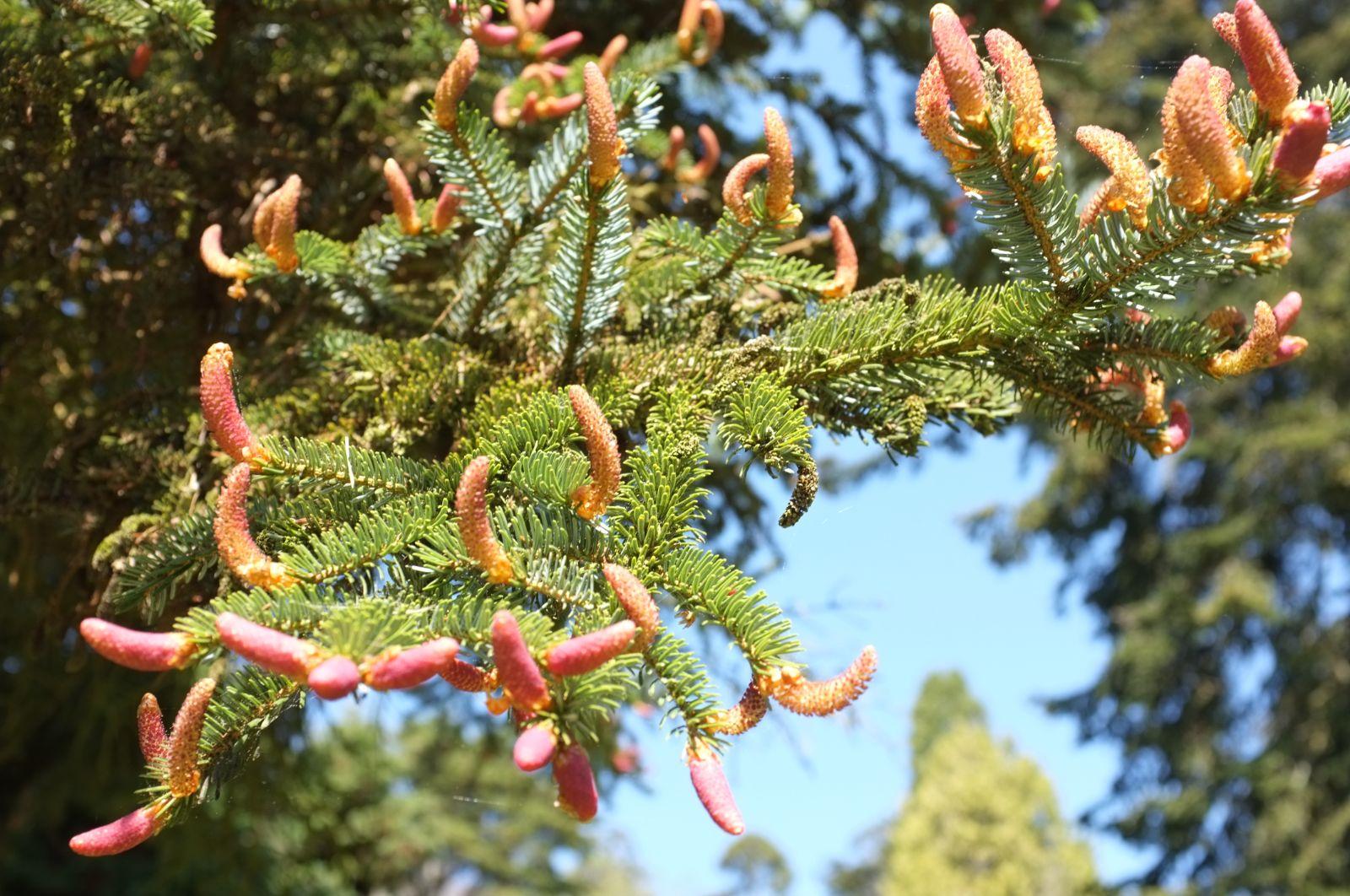 Picea Jezoensis Var  Hondoensis - View 17 from www redcrocus com
