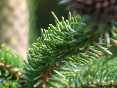 Picea Jezoensis Var  Hondoensis - View 18 from www redcrocus com