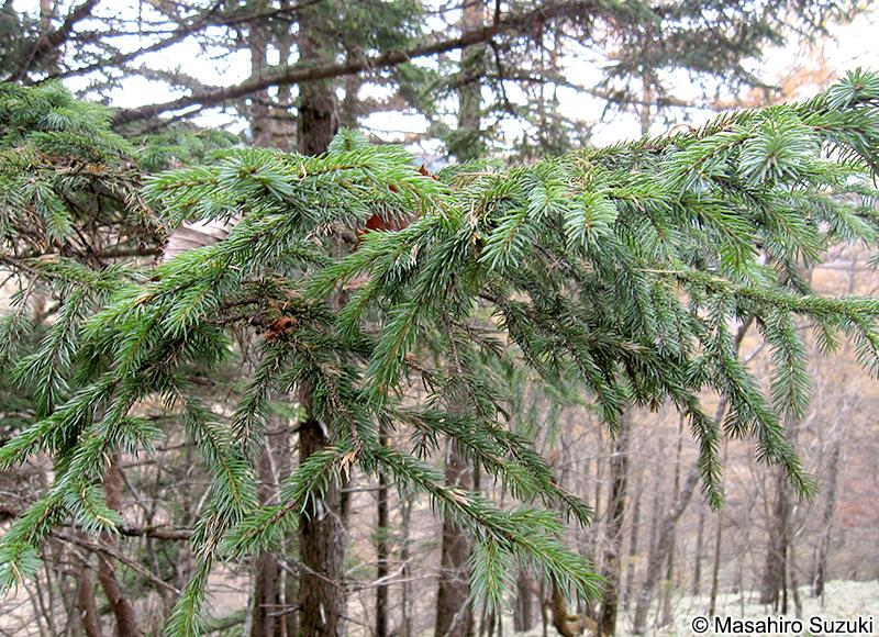Picea Jezoensis Var  Hondoensis - View 19 from www redcrocus com