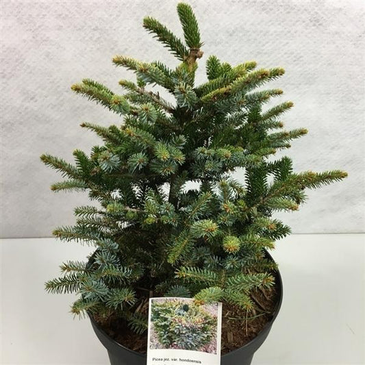 Picea Jezoensis Var  Hondoensis - View 1 from www redcrocus com