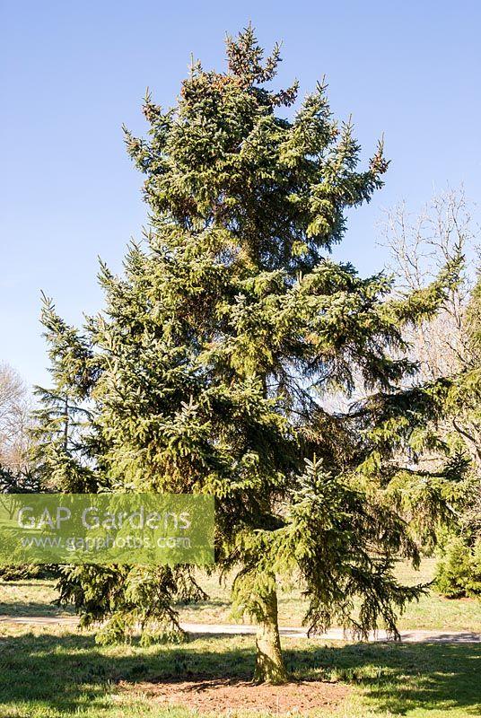 Picea Jezoensis Var  Hondoensis - View 2 from www redcrocus com