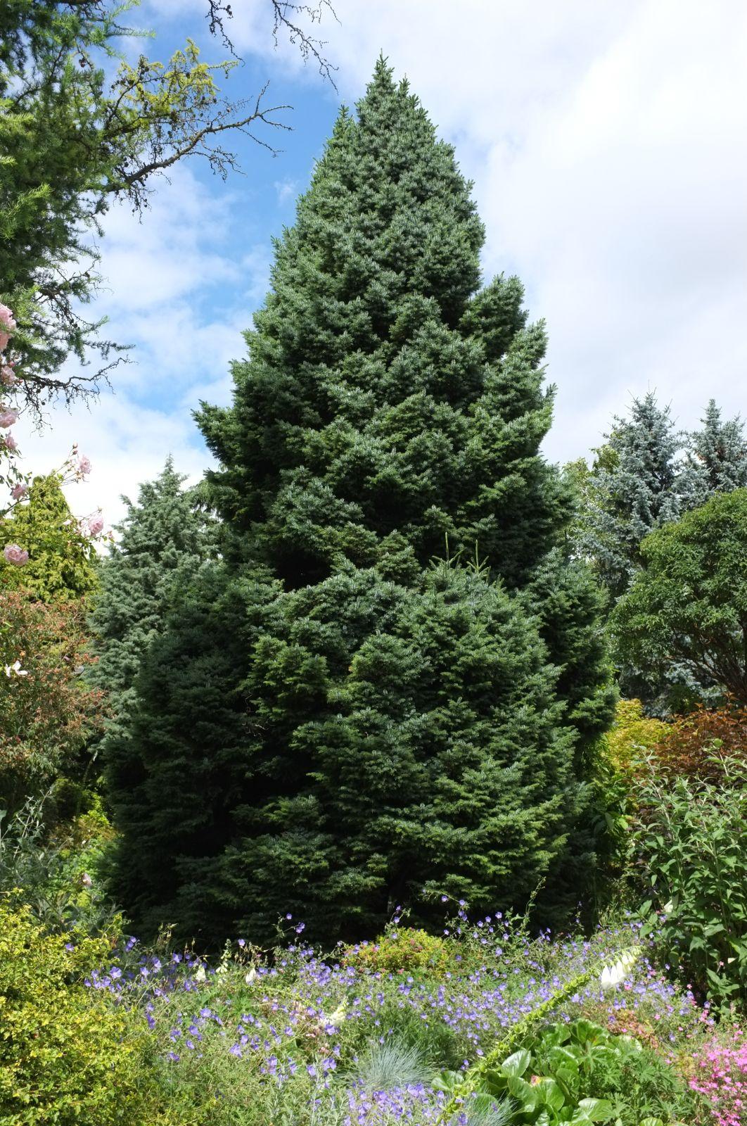 Picea Jezoensis Var  Hondoensis - View 3 from www redcrocus com
