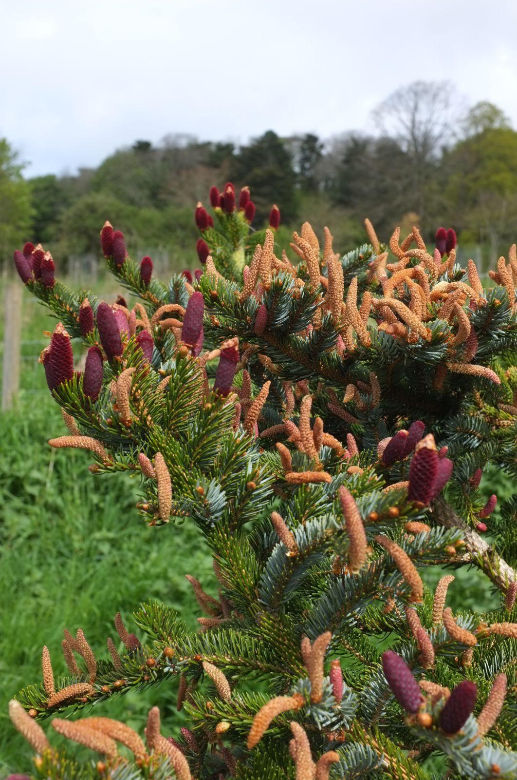 Picea Jezoensis Var  Hondoensis - View 4 from www redcrocus com