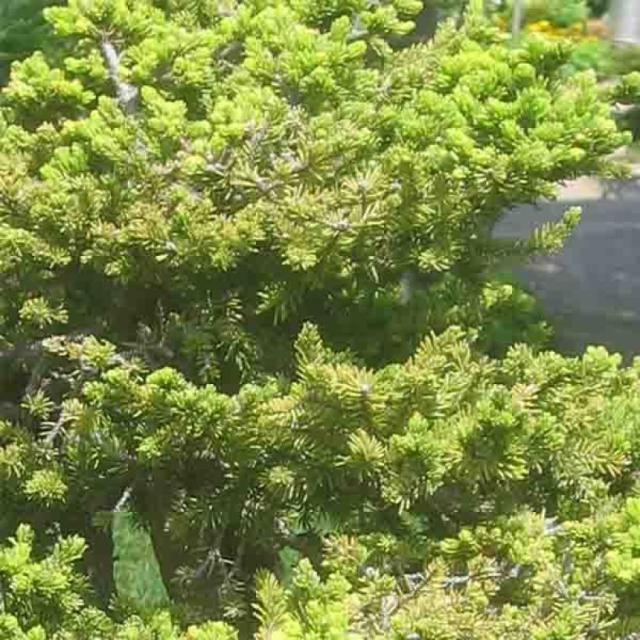 Picea Jezoensis Var  Hondoensis - View 8 from www redcrocus com