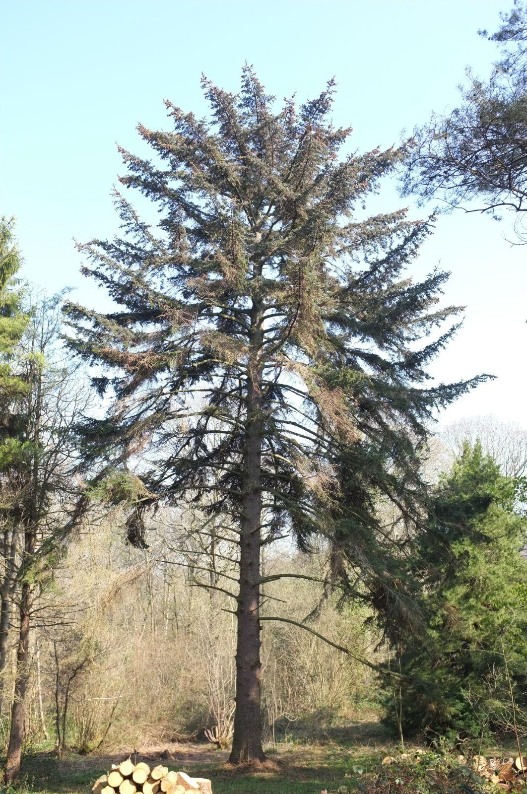 Picea Jezoensis Var  Hondoensis - View 9 from www redcrocus com