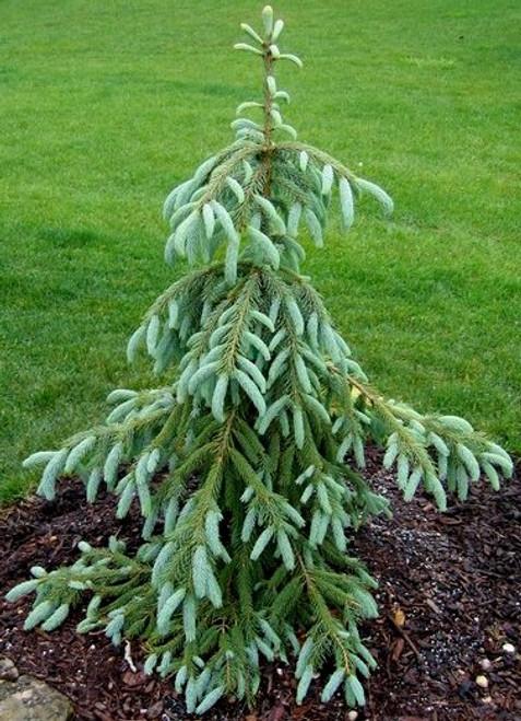 Picea Orientalis Gowdy - View 13 from www redcrocus com