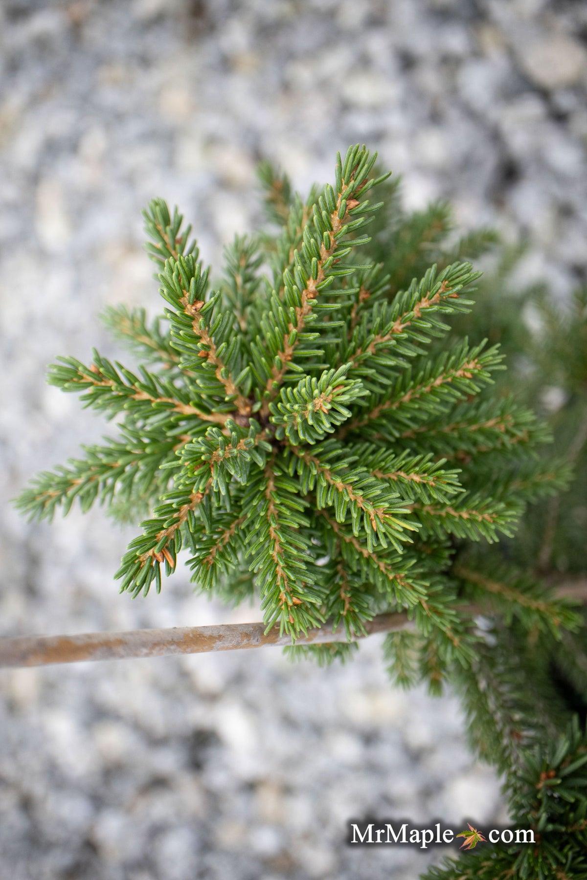Picea Orientalis Gowdy - View 6 from www redcrocus com