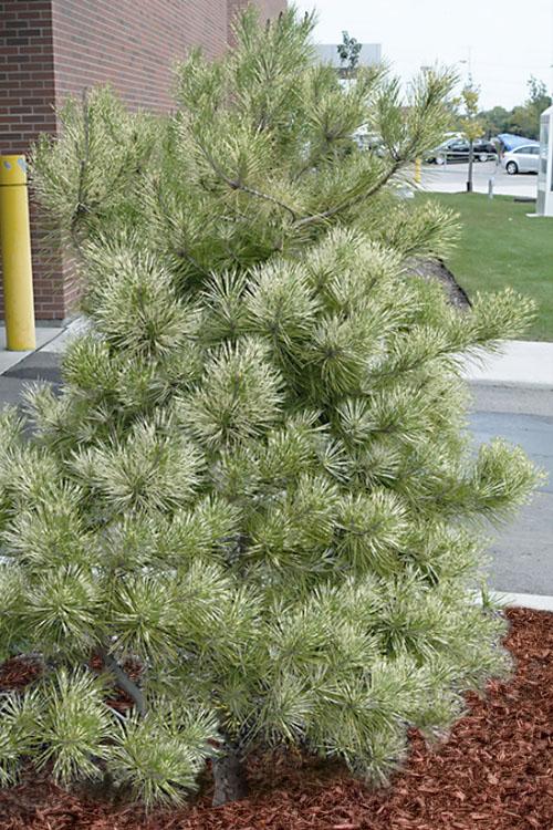Pinus Densiflora 'golden Ghost' - View 12 from www redcrocus com