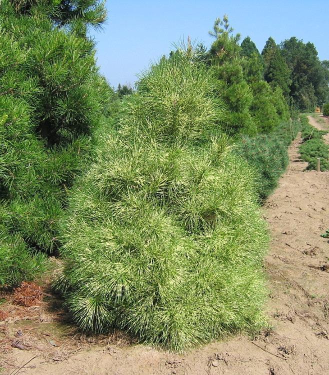 Pinus Densiflora 'golden Ghost' - View 14 from www redcrocus com