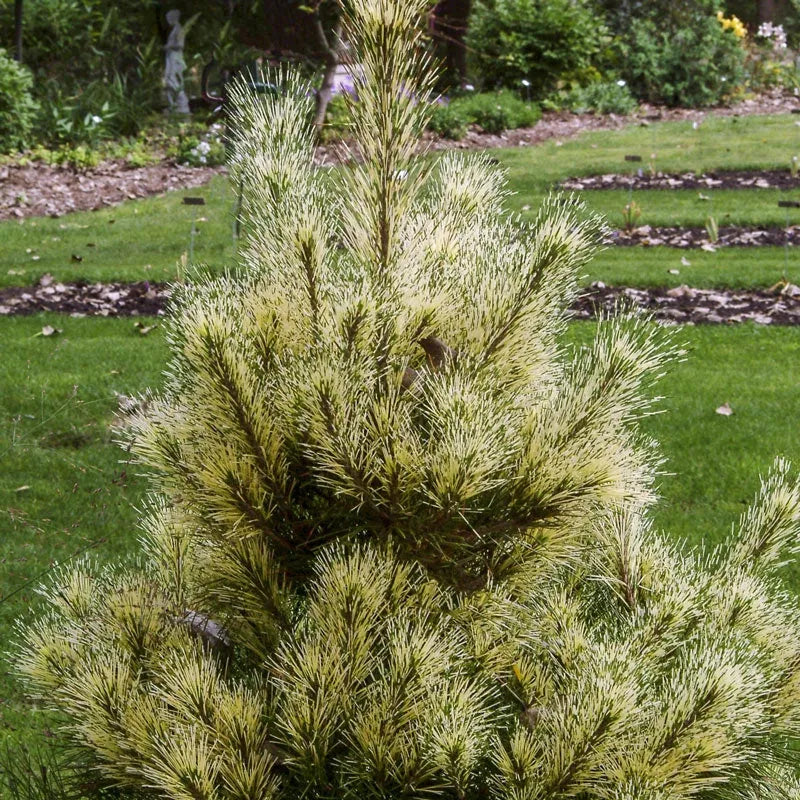 Pinus Densiflora 'golden Ghost' - View 15 from www redcrocus com