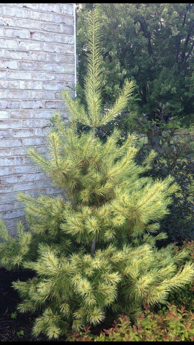 Pinus Densiflora 'golden Ghost' - View 19 from www redcrocus com