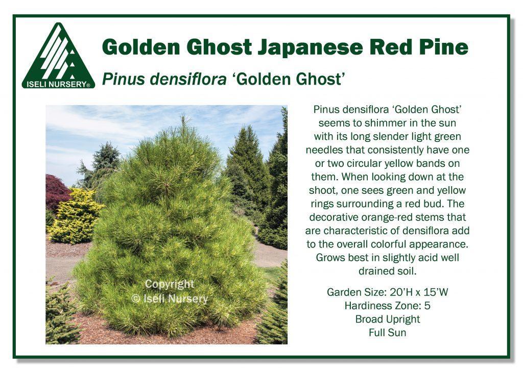 Pinus Densiflora 'golden Ghost' - View 20 from www redcrocus com