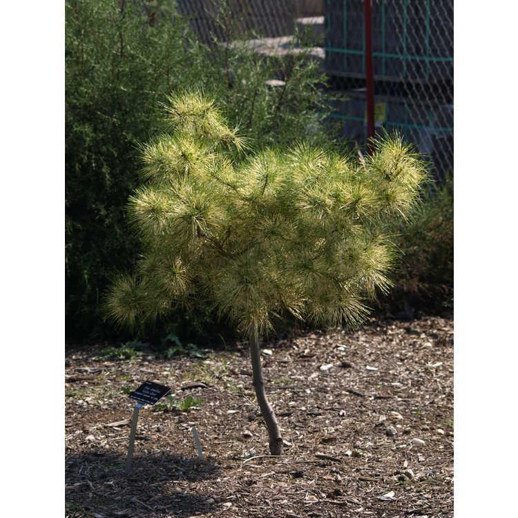 Pinus Densiflora 'golden Ghost' - View 21 from www redcrocus com