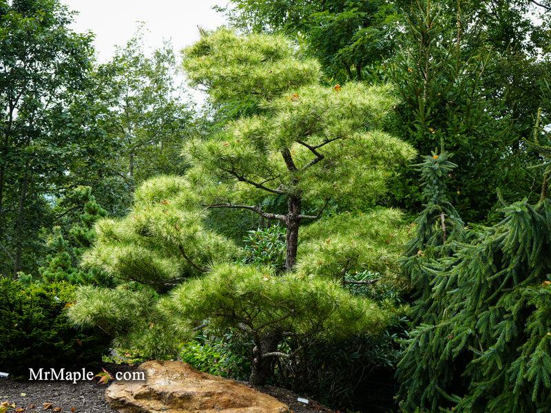 Pinus Densiflora 'golden Ghost' - View 22 from www redcrocus com