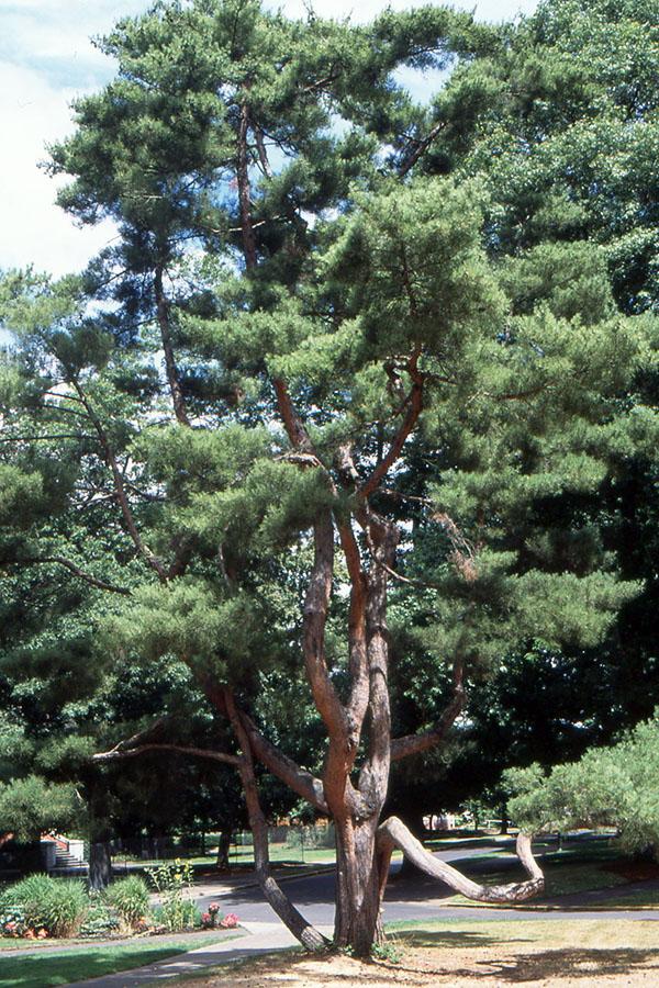 Pinus Densiflora 'golden Ghost' - View 23 from www redcrocus com