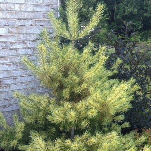 Pinus Densiflora 'golden Ghost' - View 25 from www redcrocus com
