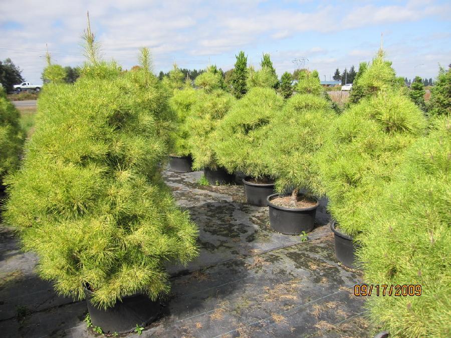 Pinus Densiflora 'golden Ghost' - View 28 from www redcrocus com