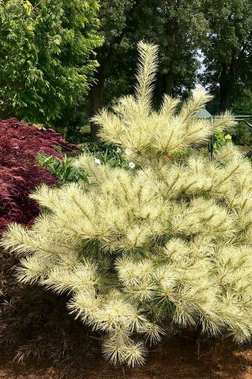 Pinus Densiflora 'golden Ghost' - View 2 from www redcrocus com