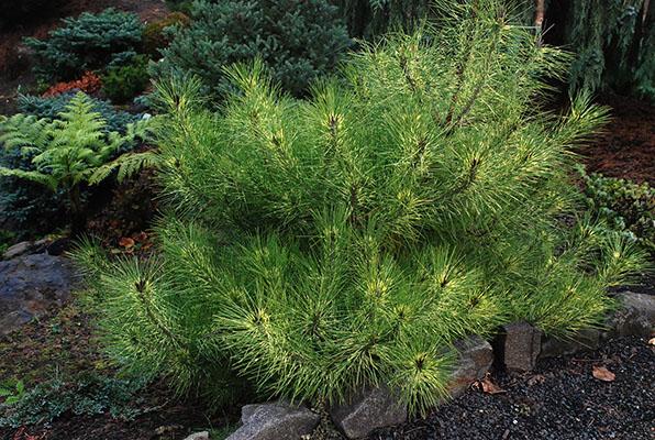 Pinus Densiflora 'golden Ghost' - View 30 from www redcrocus com