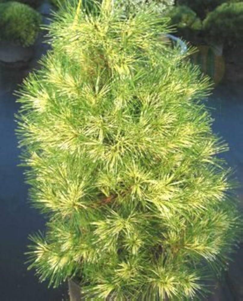 Pinus Densiflora 'golden Ghost' - View 32 from www redcrocus com