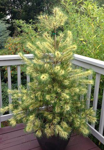 Pinus Densiflora 'golden Ghost' - View 34 from www redcrocus com