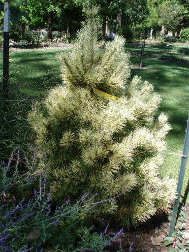 Pinus Densiflora 'golden Ghost' - View 35 from www redcrocus com