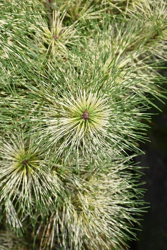 Pinus Densiflora 'golden Ghost' - View 39 from www redcrocus com