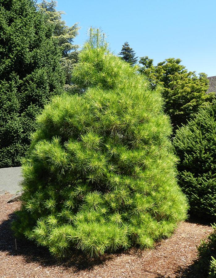 Pinus Densiflora 'golden Ghost' - View 3 from www redcrocus com