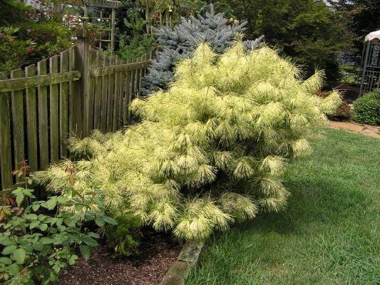 Pinus Densiflora 'golden Ghost' - View 5 from www redcrocus com
