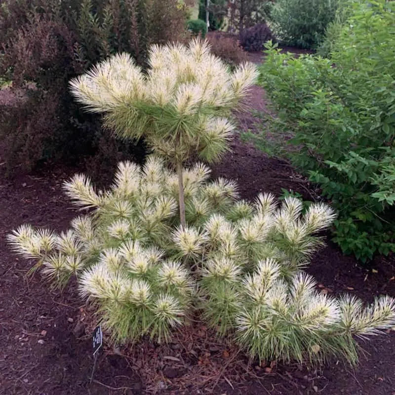 Pinus Densiflora 'golden Ghost' - View 9 from www redcrocus com