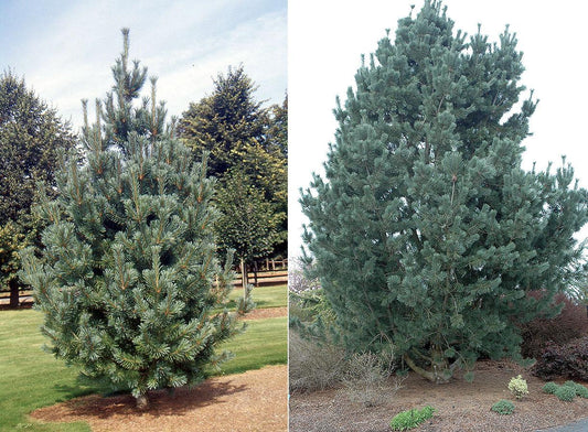 Pinus Flexilis 'vanderwolf's Pyramid' - View 1 from www redcrocus com
