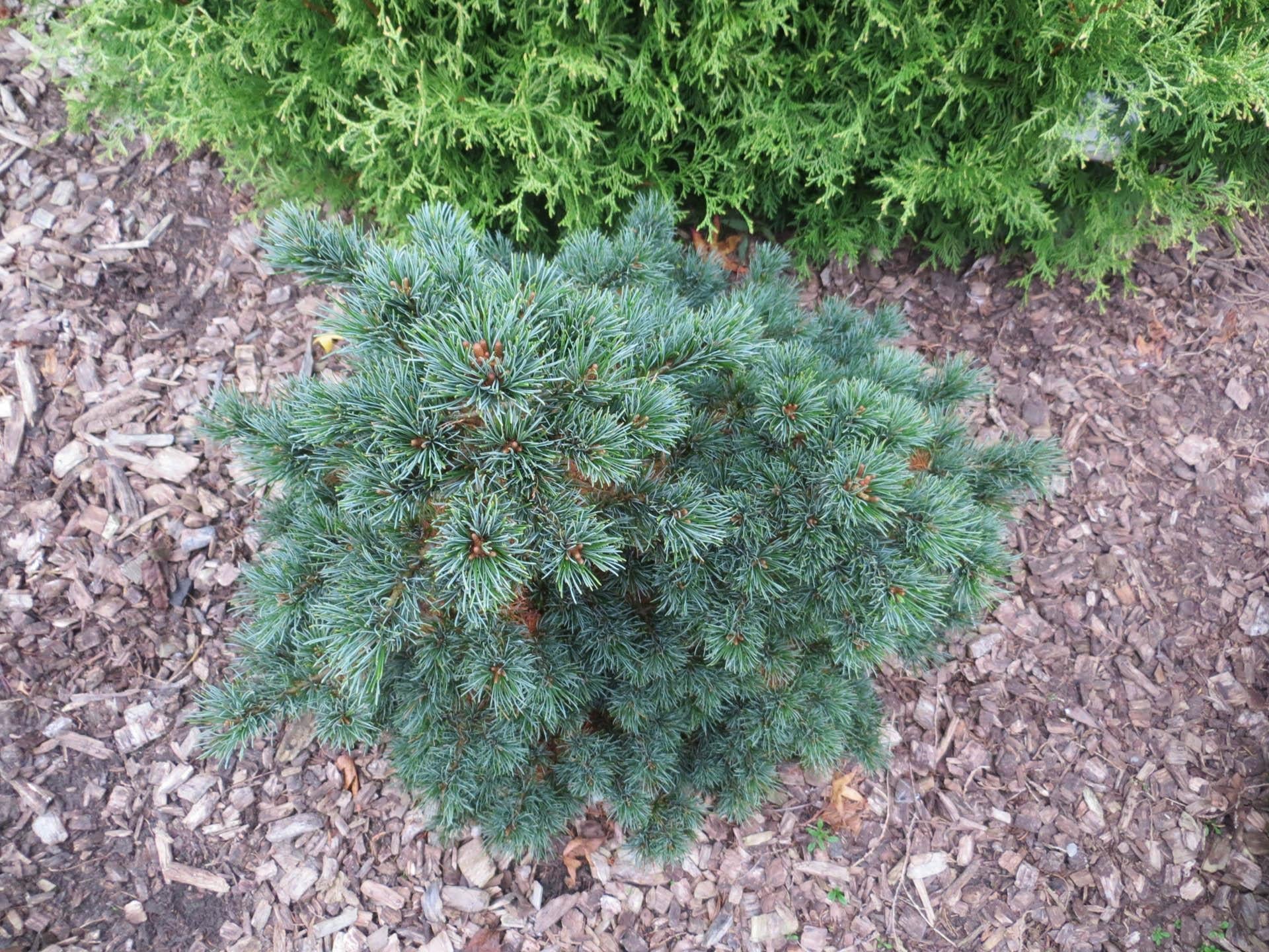 Pinus Strobus Diggy - View 2 from www redcrocus com