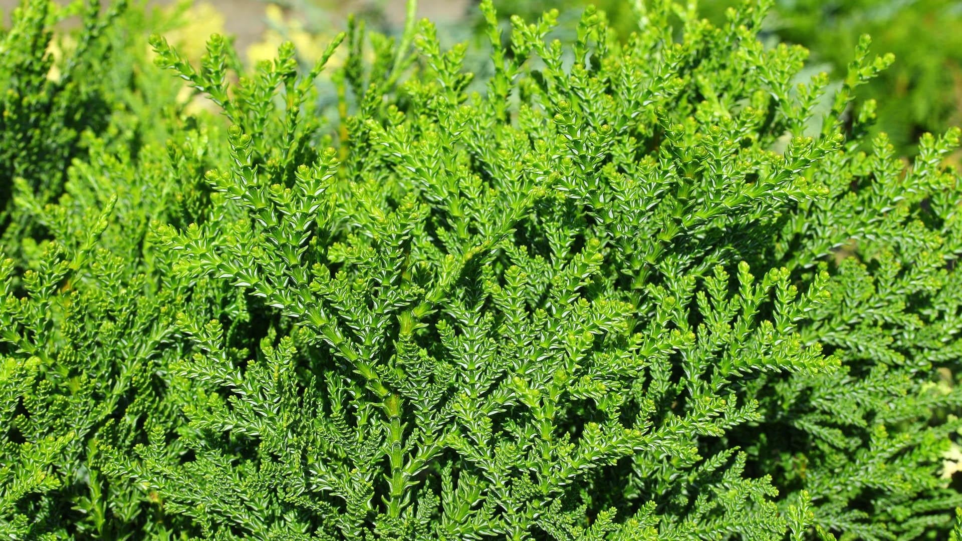 Thujopsis Dolabrata Var  Hondai - View 13 from www redcrocus com