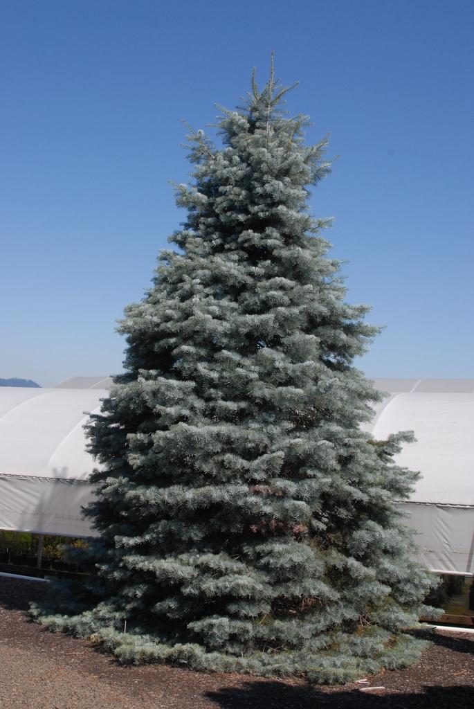 Abies Concolor - View 12 from www redcrocus com