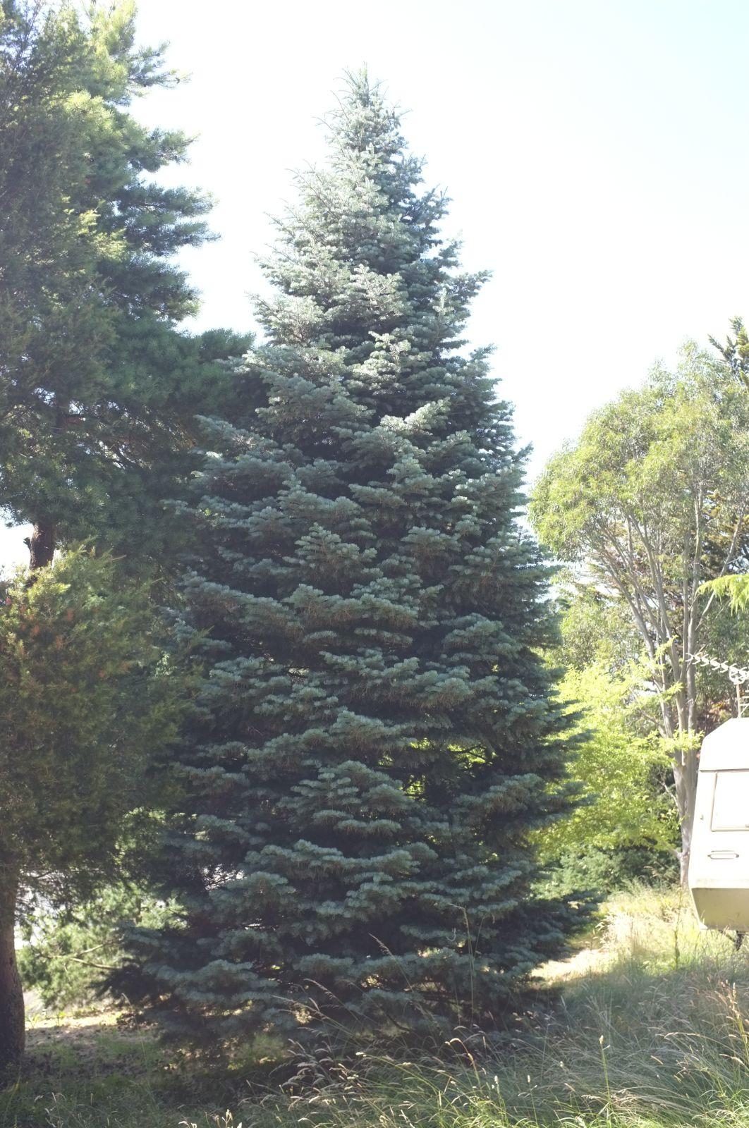 Abies Concolor - View 13 from www redcrocus com