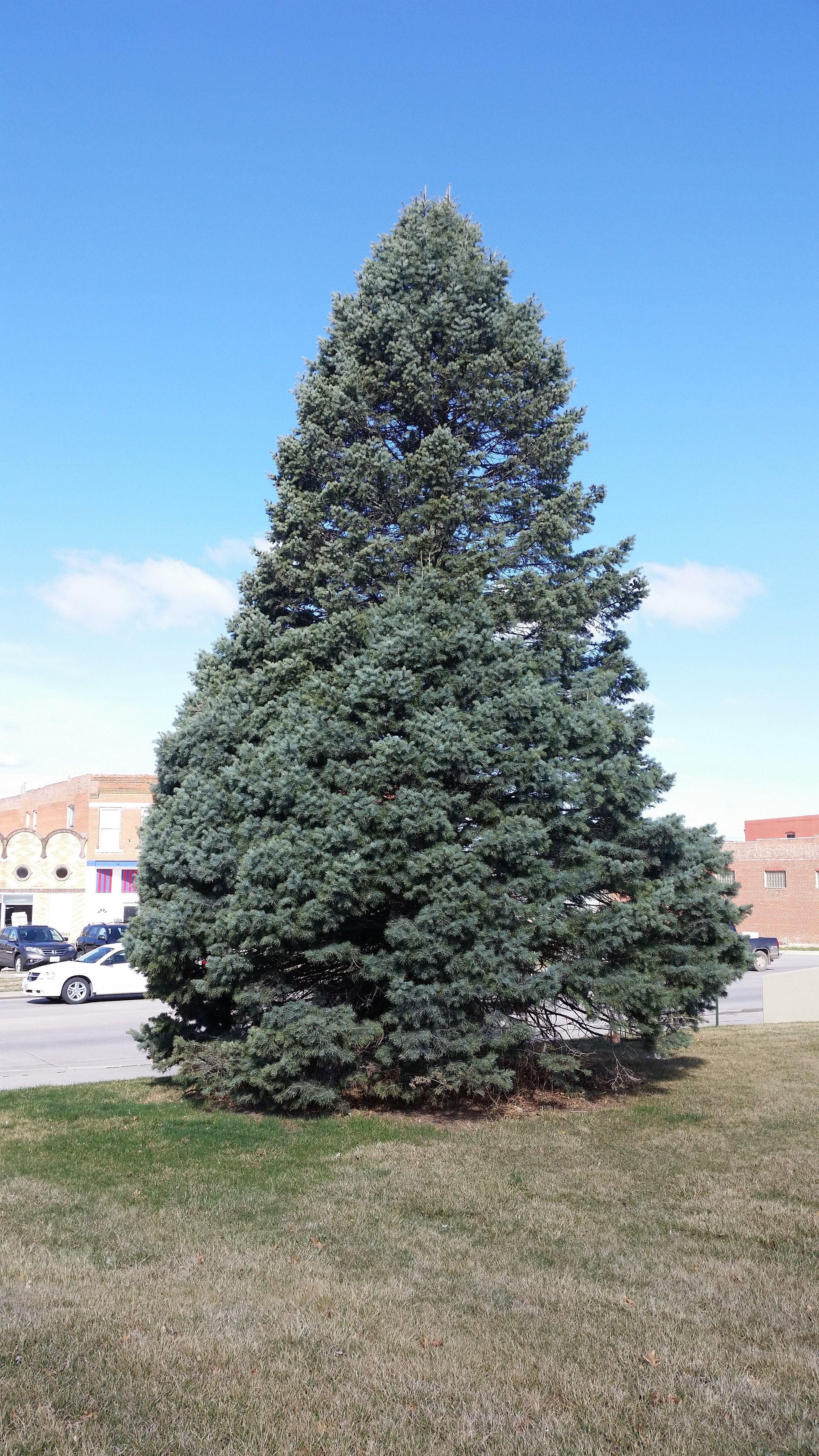 Abies Concolor - View 15 from www redcrocus com
