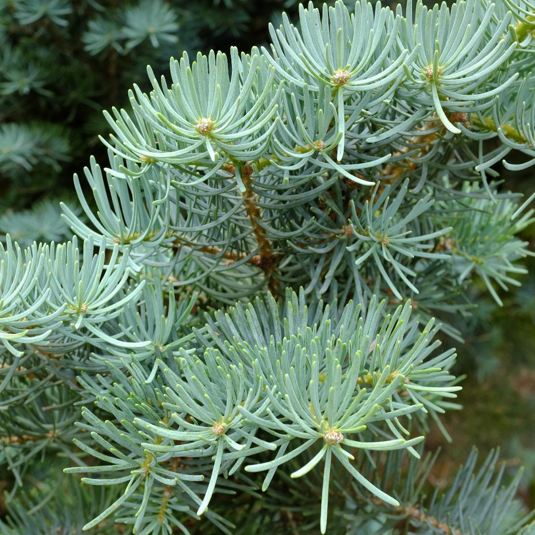 Abies Concolor - View 4 from www redcrocus com