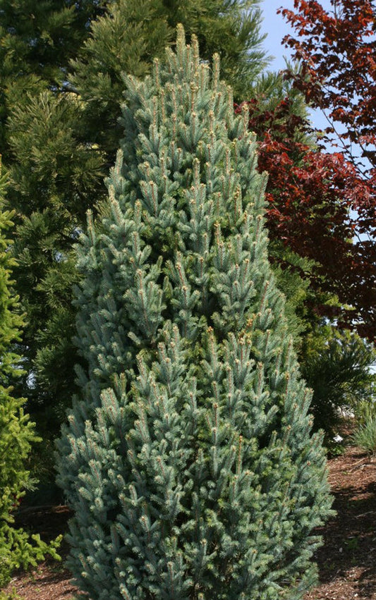 Picea Pungens Fastigiata - View 1 from www redcrocus com