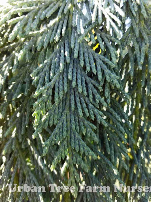 Chamaecyparis Nootkatensis 'glauca Pendula' - View 1 from www redcrocus com