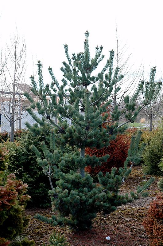 Pinus Parviflora Cleary - View 10 from www redcrocus com