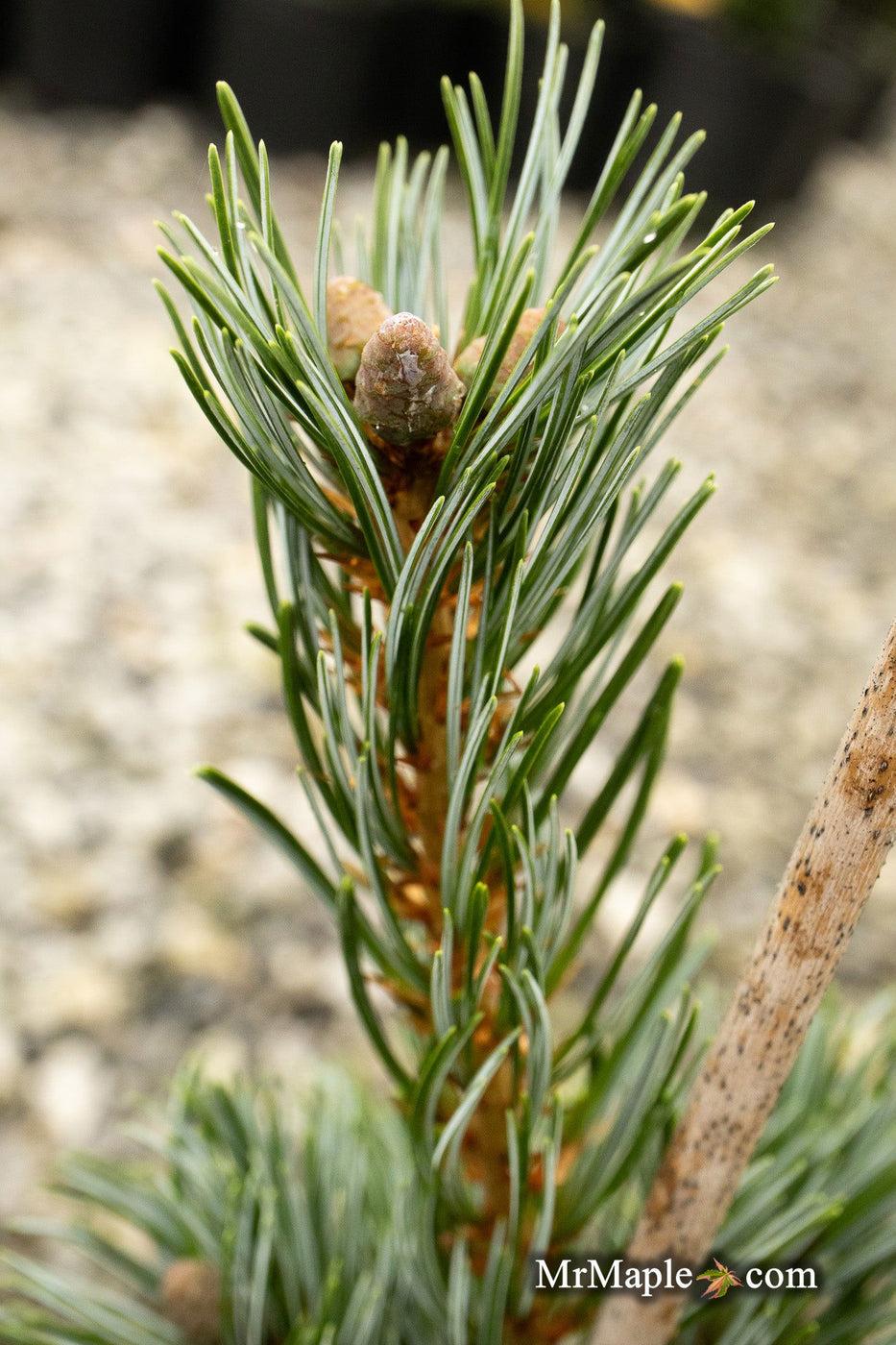 Pinus Parviflora Cleary - View 12 from www redcrocus com
