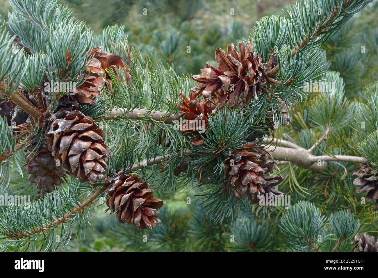 Pinus Parviflora Cleary - View 15 from www redcrocus com