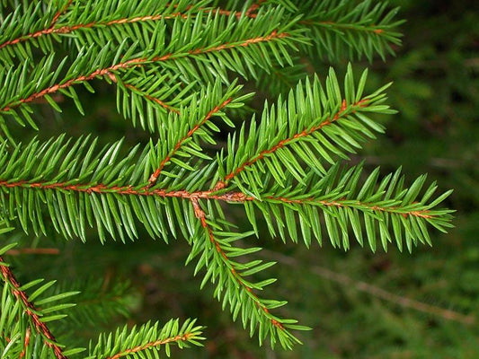 Picea Abies - View 1 from www redcrocus com