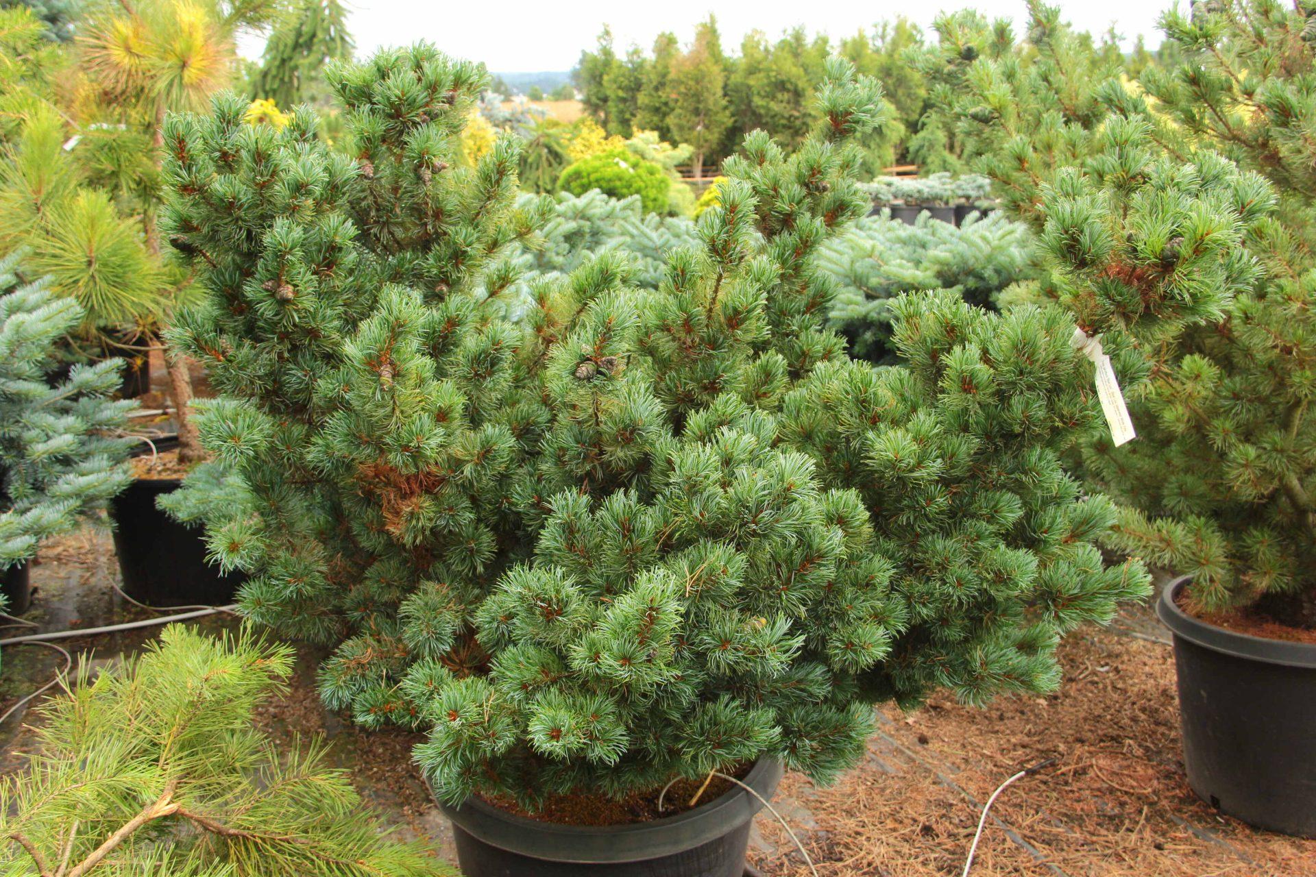Pinus Parviflora Blue Wave - View 10 from www redcrocus com
