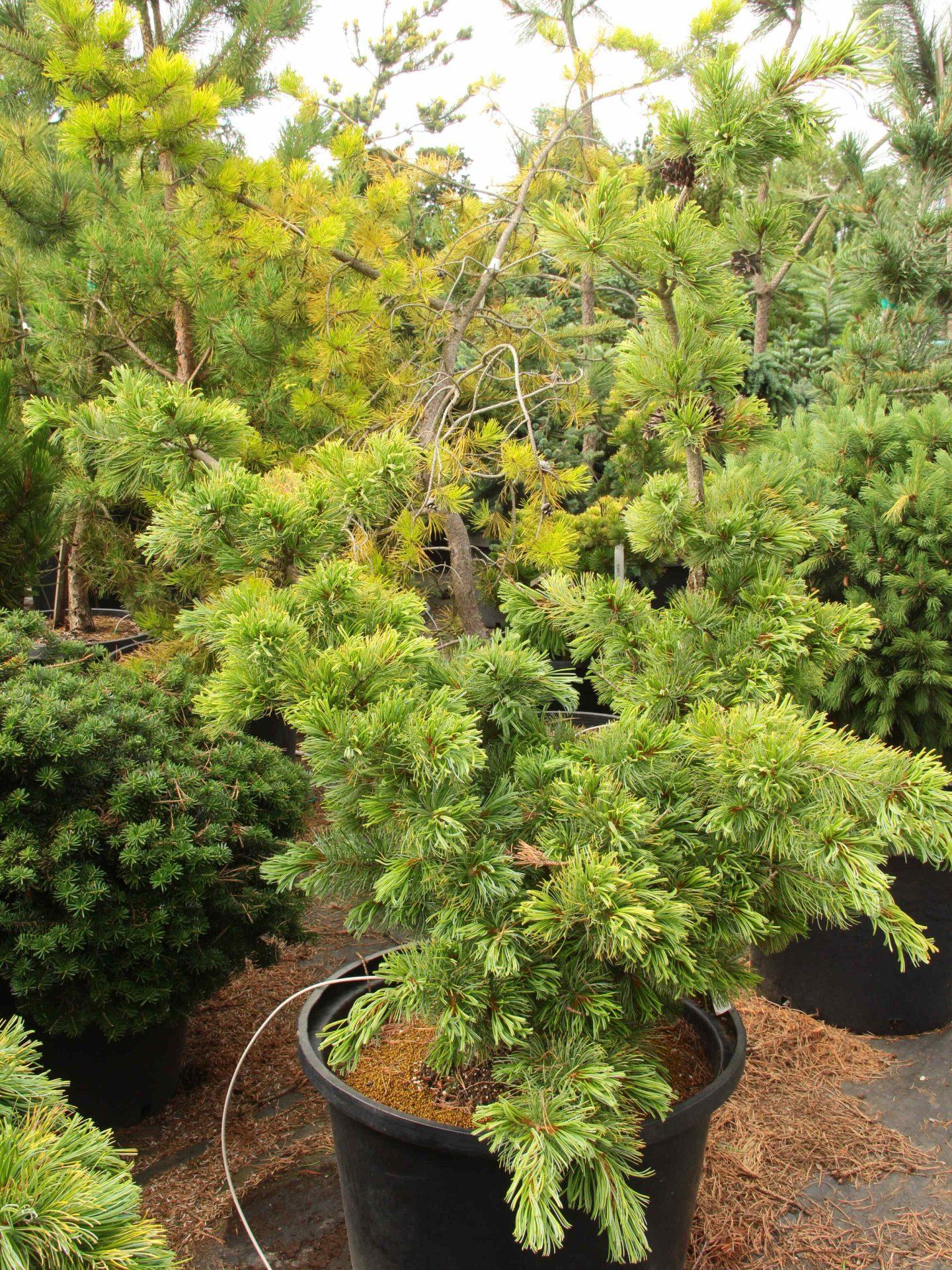 Pinus Parviflora Blue Wave - View 3 from www redcrocus com