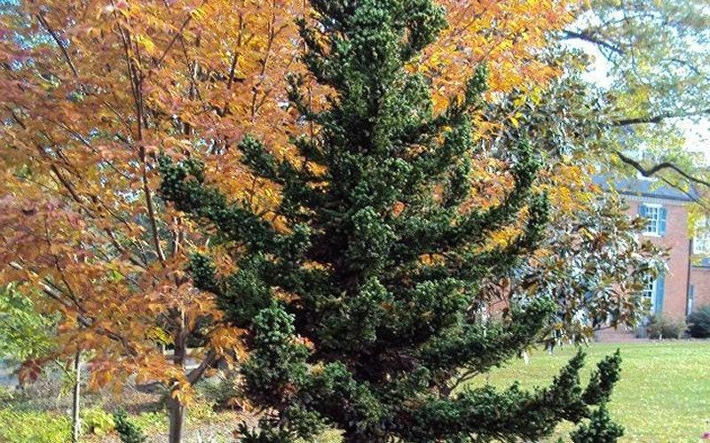 Cryptomeria Japonica 'black Dragon' - View 11 from www redcrocus com