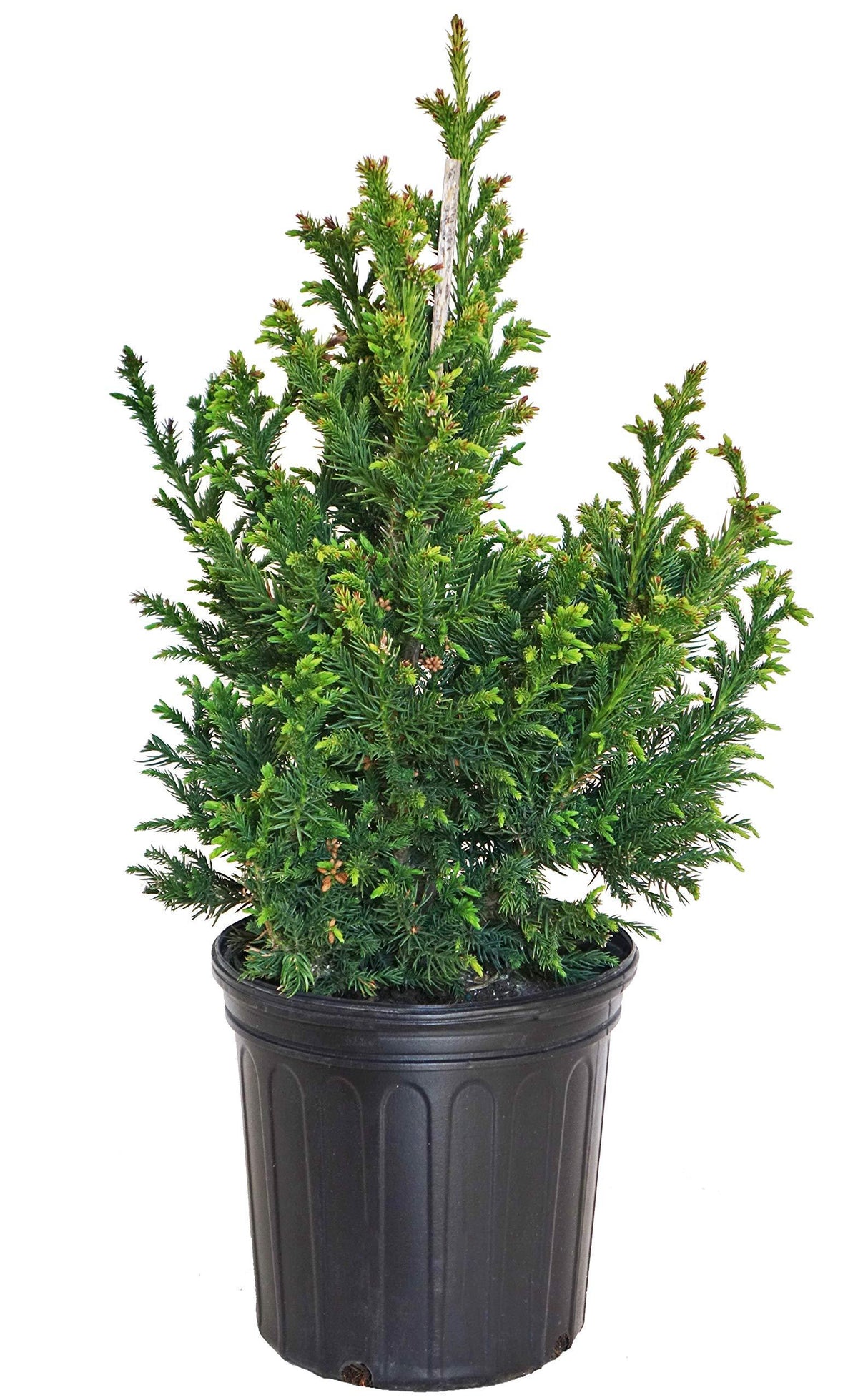 Cryptomeria Japonica 'black Dragon' - View 36 from www redcrocus com