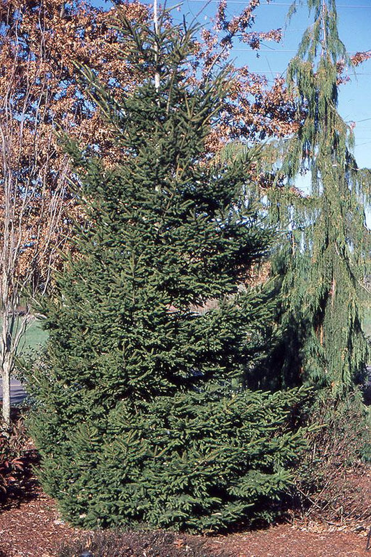 Picea Orientalis 'atrovirens' - View 1 from www redcrocus com