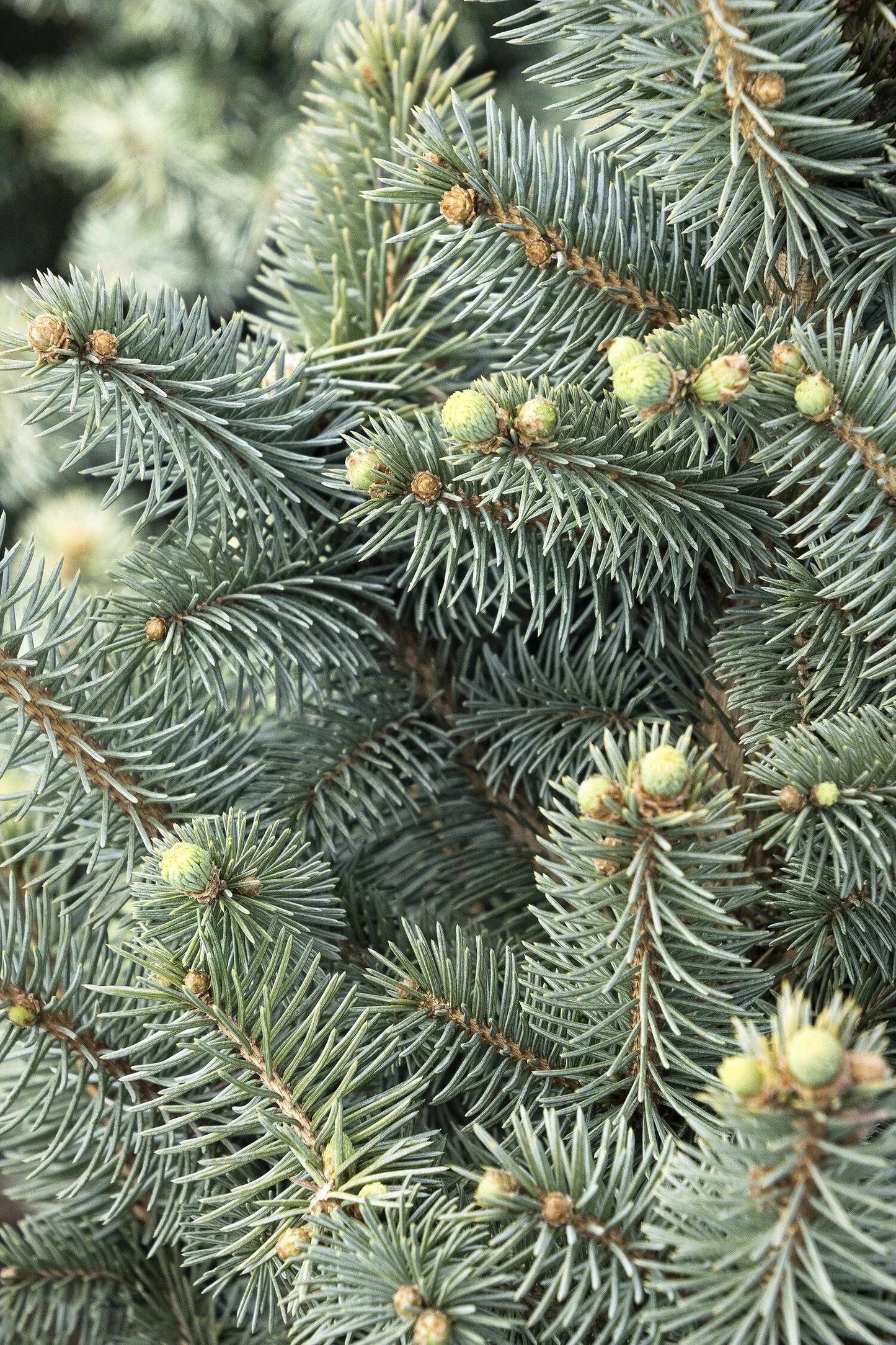 Picea Pungens 'jeangenie' - View 28 from www redcrocus com